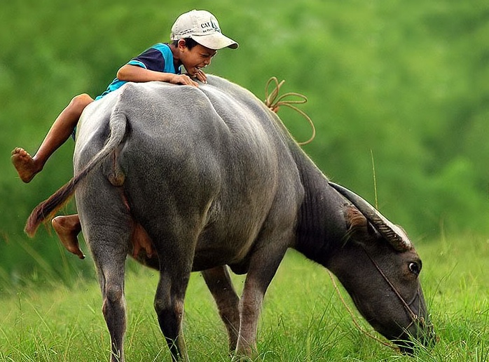 đánh số gì khi mơ thấy trâu