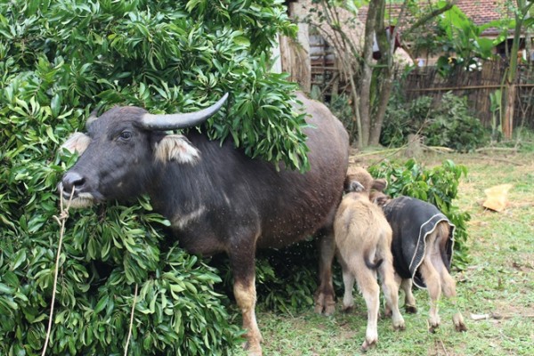 chiêm bao thấy trâu